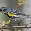 Yellow-rumped Warbler